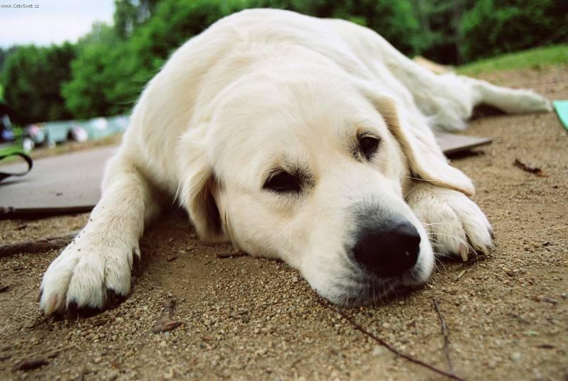 Foto: Zlatý retrívr-Majitelka: Dušková