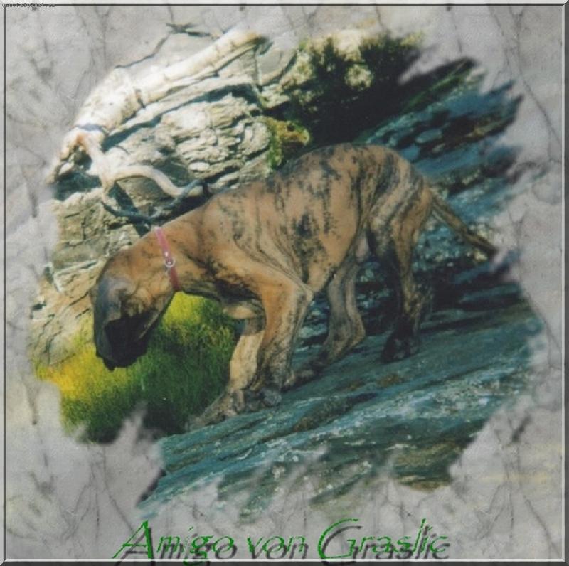 Foto: Amigo von Graslic