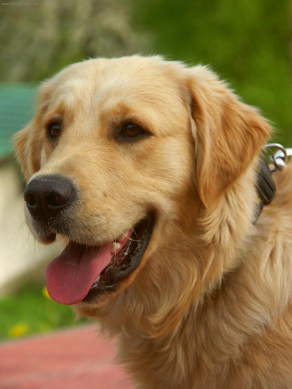 Foto: Naše zlatíčko Benny