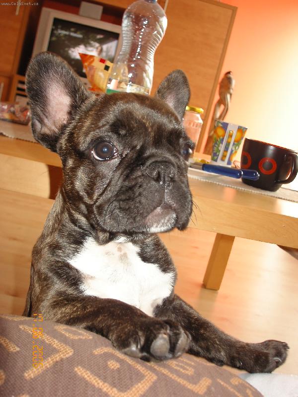 Foto: Vasil-4 měsíce