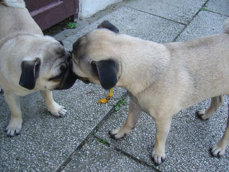 Foto: Queeny a Čiki se mají opravdu rádi:)