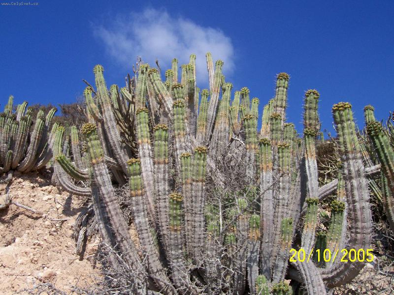 Foto: Hustý porost kaktusů-Na kopci nad Agadirem je hojnost kaktusů