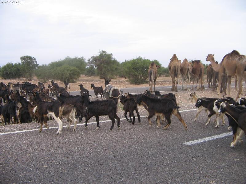 Foto: Stádo koz a velbloudů-Nomádi ženou stáda i přes čtyřproudou silnici u Agadiru