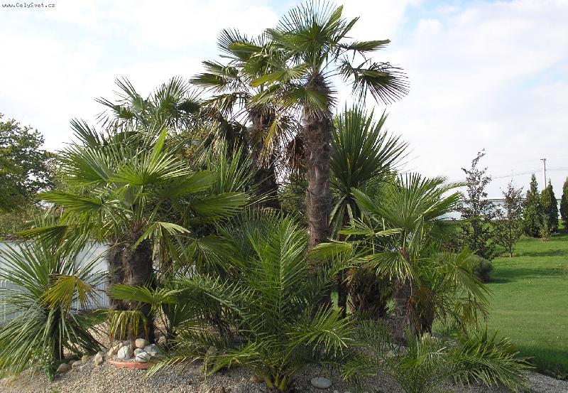 Foto: Kytičky-Horizont-Olomouc