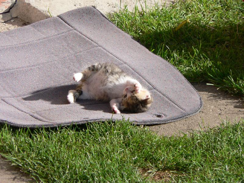Foto: zasloužená siesta po vydatném obědu