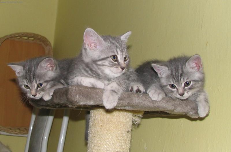 Foto: Naši kluci-A vrh Porubský květ