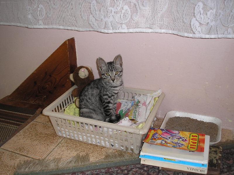 Foto: Kočka v pozoru-Kočička