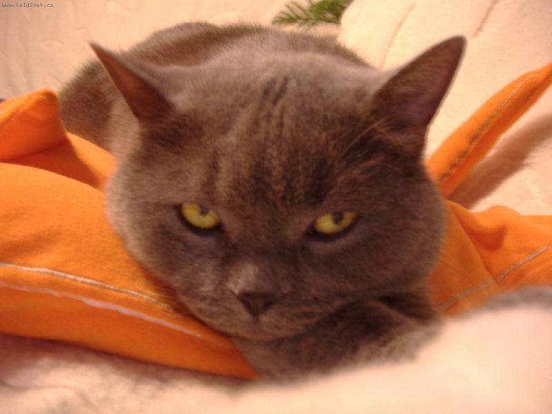 Foto: Briťák-Oskárek