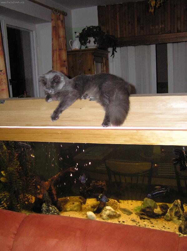 Foto: ty jsou všechny moje-britka na akváriu