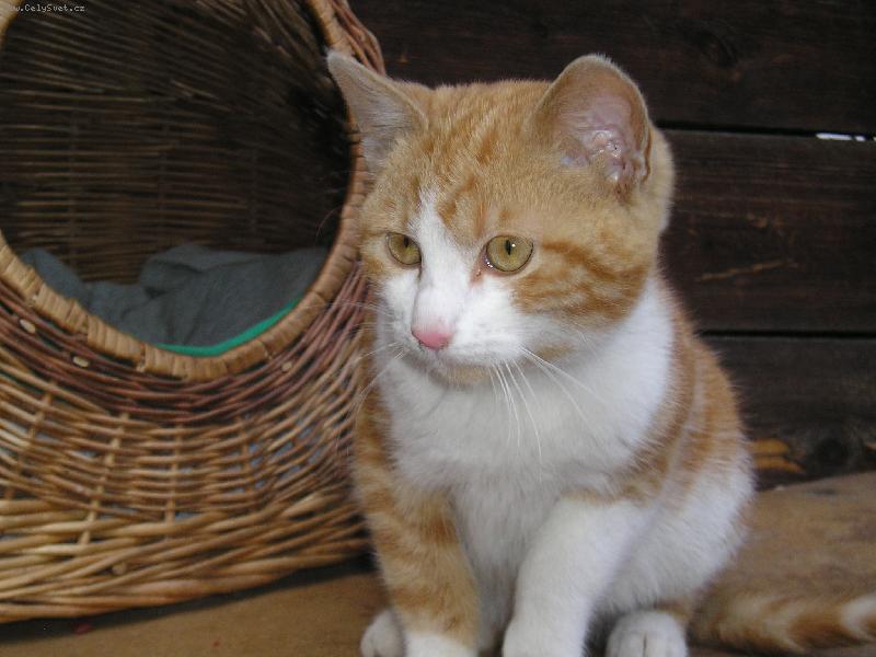 Foto: salem-salem u košíku