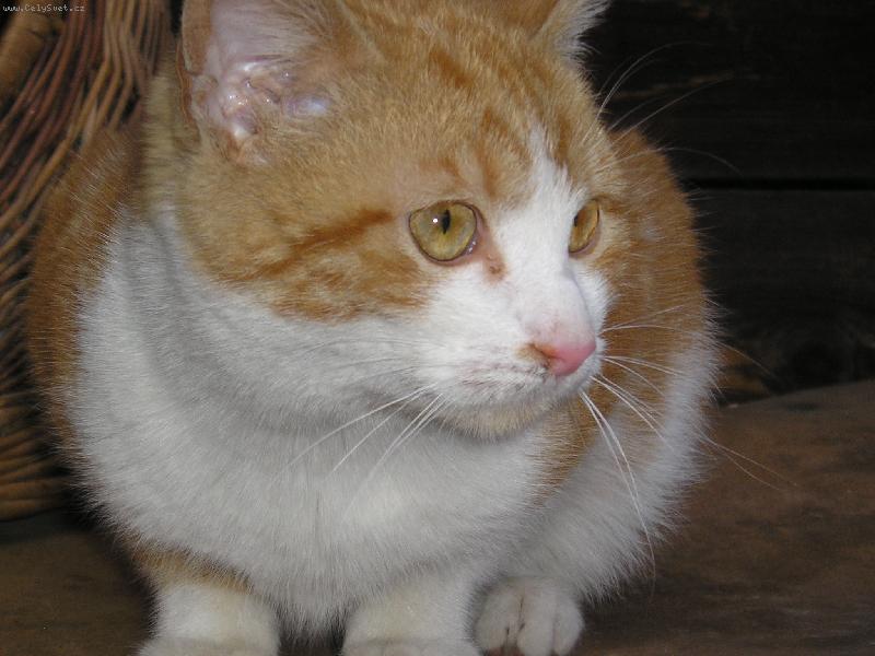 Foto: salem-náš salemek je mu 5 měsíců