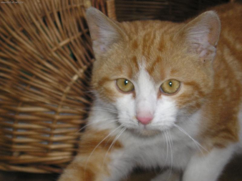 Foto: salem-salem ze střelic