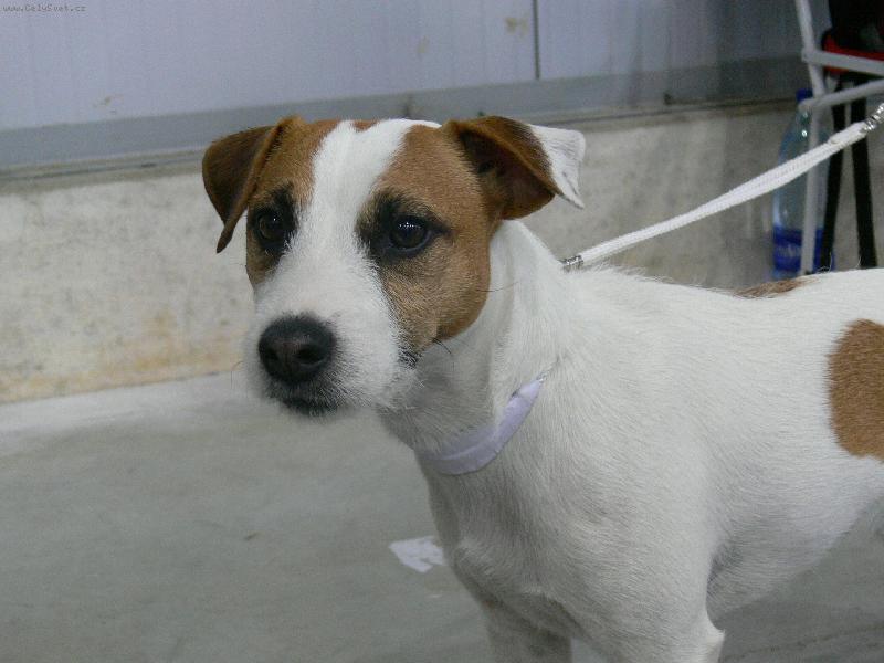 Foto: ...-v�stava ps� 2007 v praze