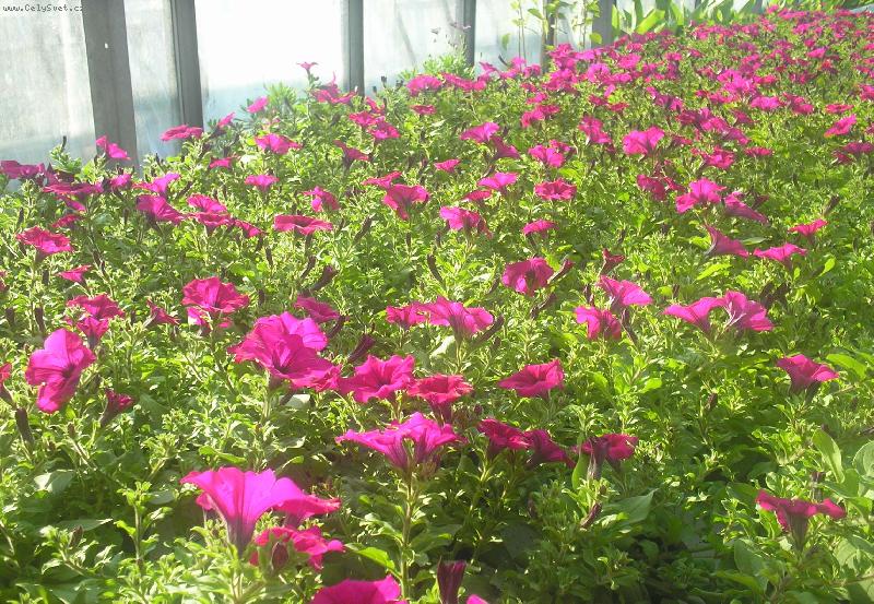 Foto: Petunie-Školní zahradnictví