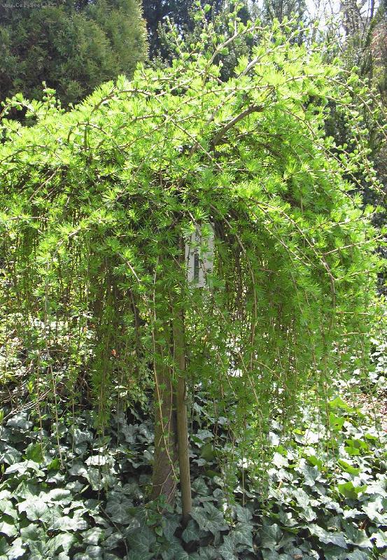 Foto: Modřín-Školní zahradnictví