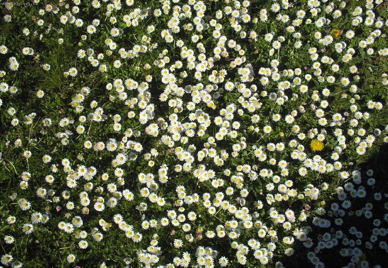 Foto: Sedmikrásky-Sedmikrásky