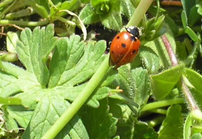 Foto: Beruška-Beruška