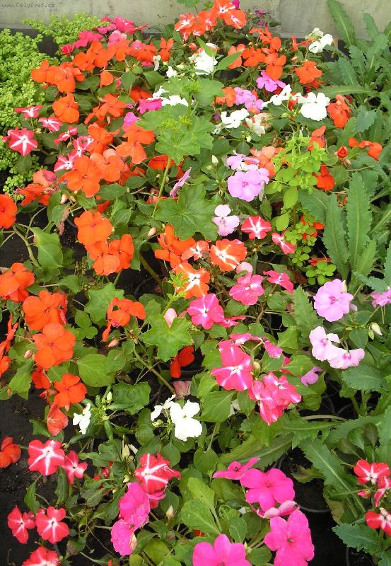 Foto: Kytičky-Kytičky