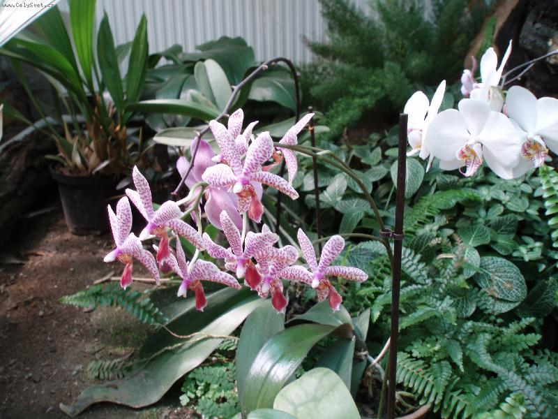 Foto: Návštěva u Anonyma