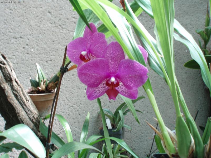 Foto: Návštěva u Anonyma