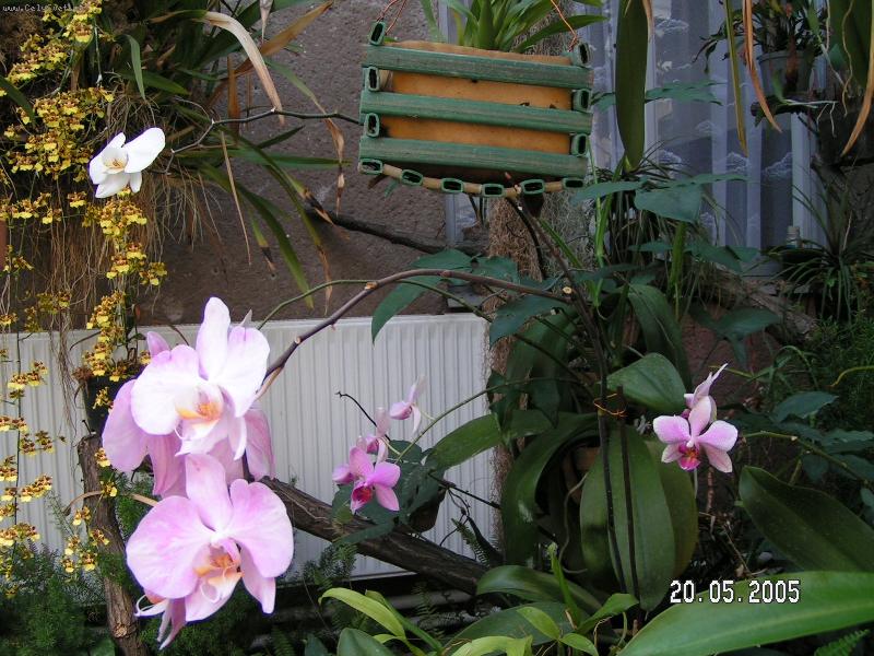 Foto: Anonym - teplý skleník