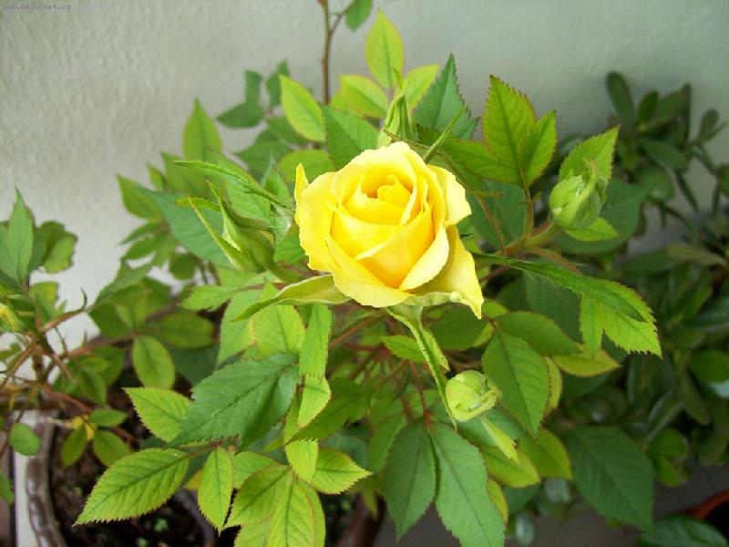 Foto: žlutá růže