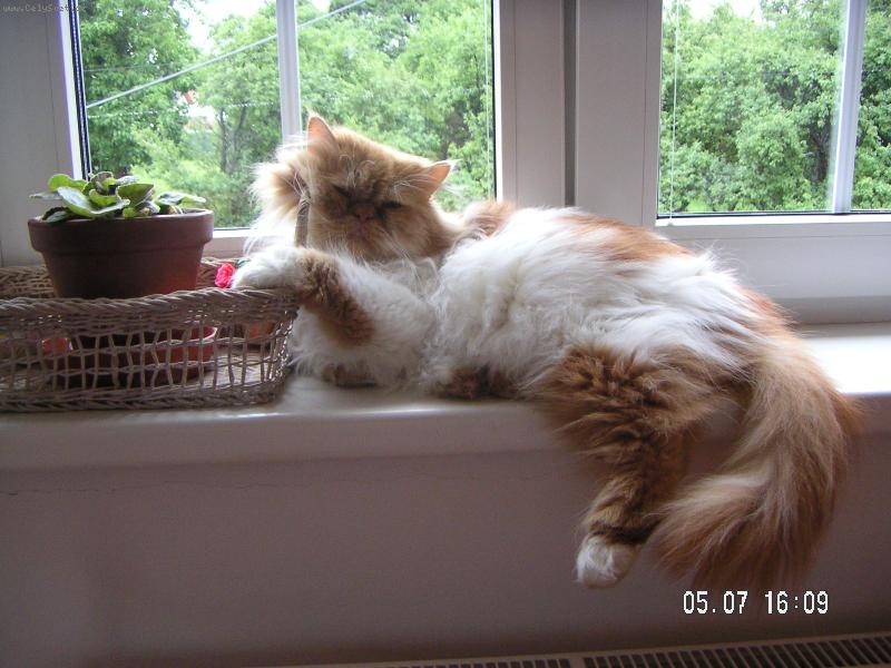 Foto: Náš flegmatik Hugo-perská kočka