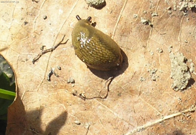 Foto: Slimák-Slimda