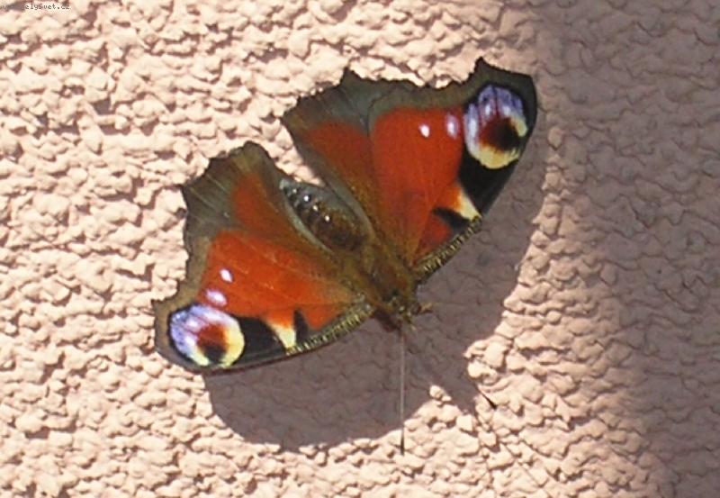 Foto: Motýlek-....