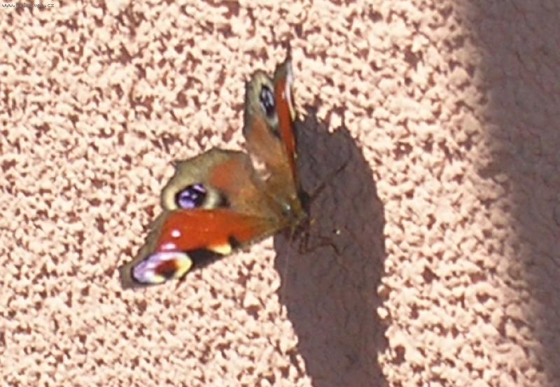 Foto: Motýlek-.....