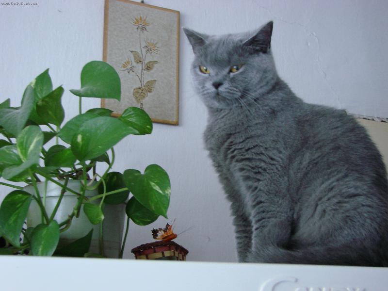 Foto: Kerinka-Moc velká dáma,ale hodná.