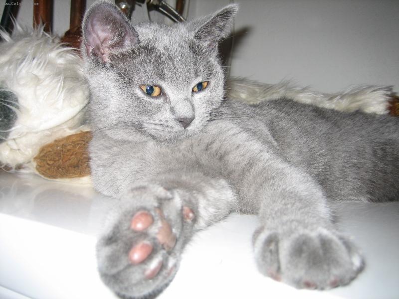 Foto: Albert - ležící odpočívající