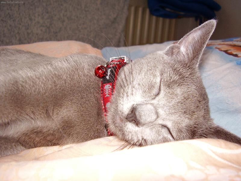 Foto: Ospalá Filinka :D-FILINKA