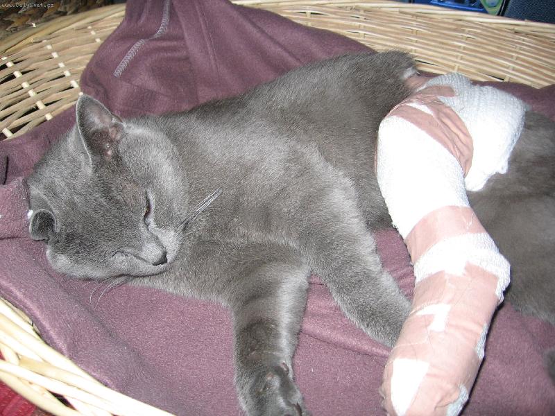 Foto: Max si zlomil nohu