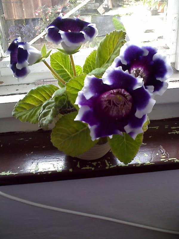 Foto: gloxinie