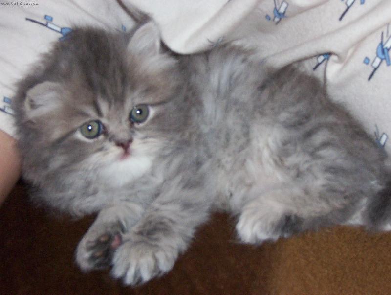 Foto: čertík-To je náš 11 týdenní čertík.