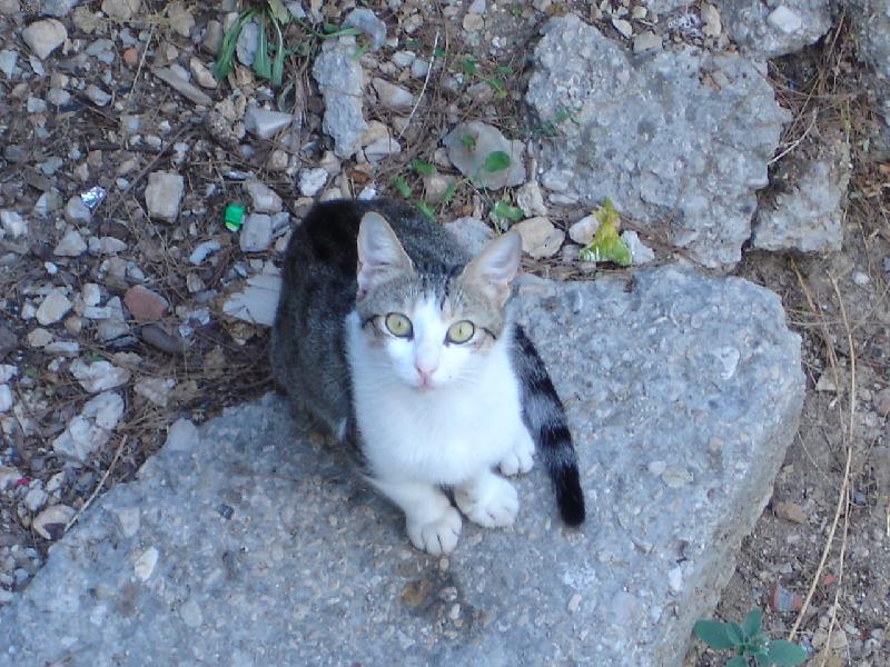 Foto: Chorvatská kočka