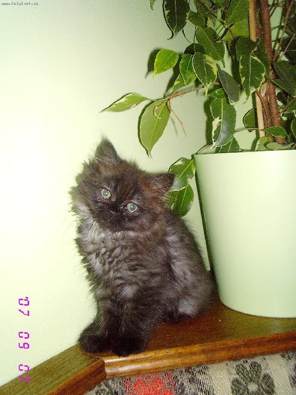 Foto: moje perská kočička Týnka-malá roanda :-)