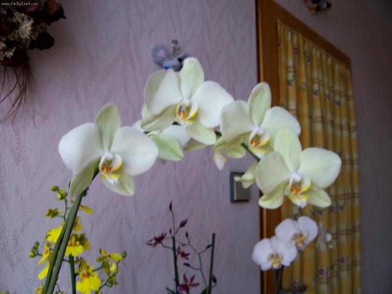 Foto: Phaleanopsis