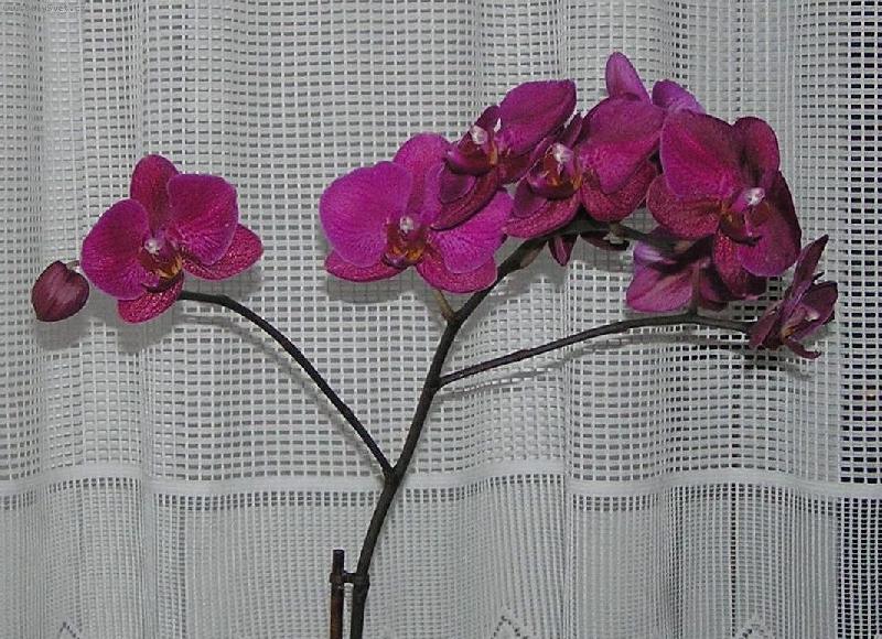 Foto: Lenka Kúnová z Břeclavi-Orchidejka od Ondráška