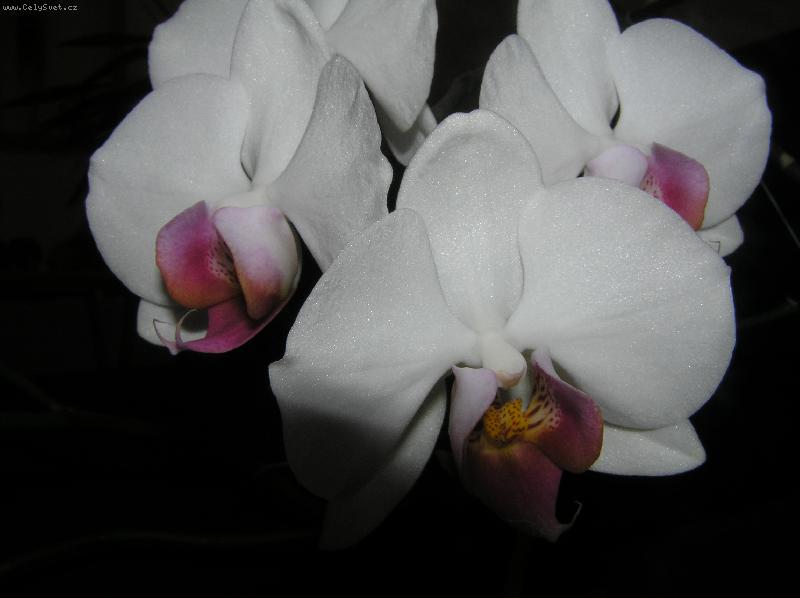 Foto: Miluka Kúnová-Detail