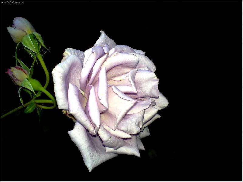 Foto: Růžička v noci-Focené mobilem Sonnyericsson D750i