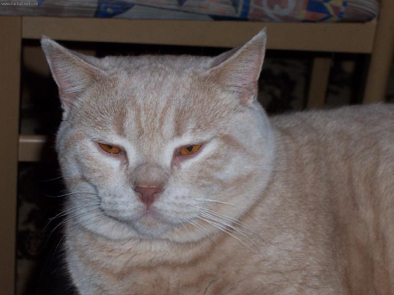 Foto: Garfield-náš drobeček 9,2 kg