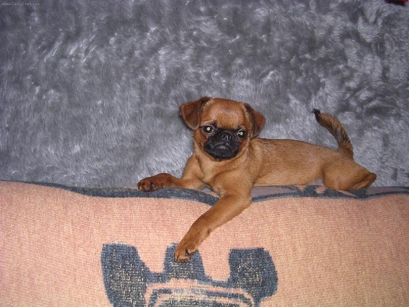 Foto: Cibulka V�trn� pole