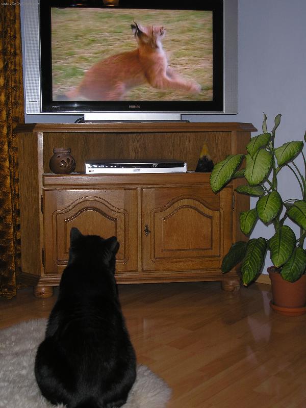 Foto: Dante-Nerušit! Dávají večerníček!