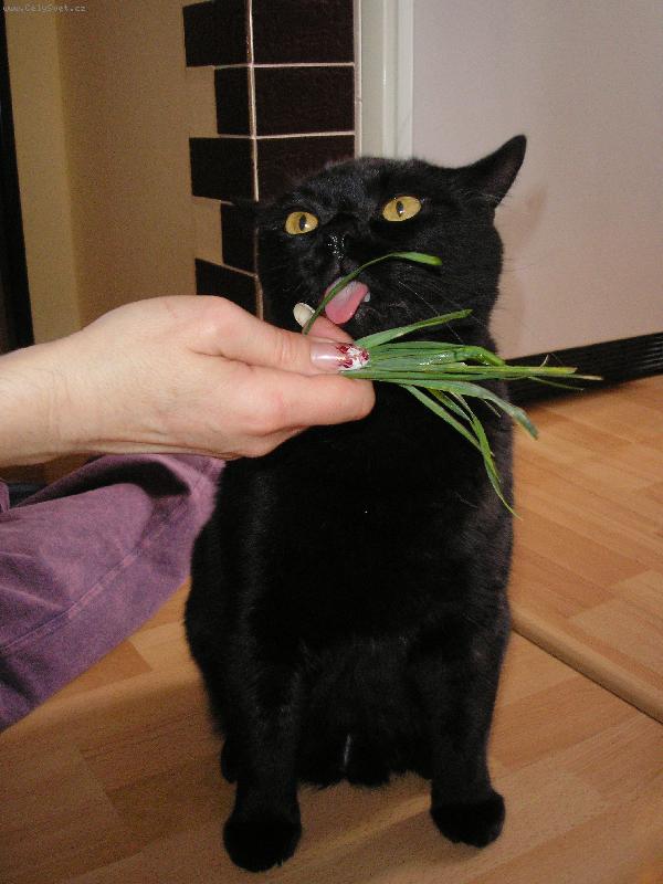 Foto: Dante-Závisláček