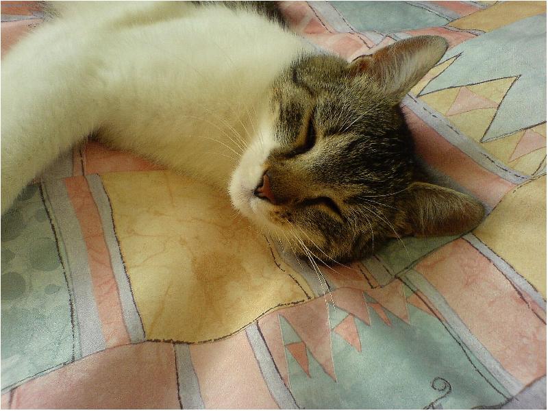 Foto: To se nám to krásně spinká-Micka