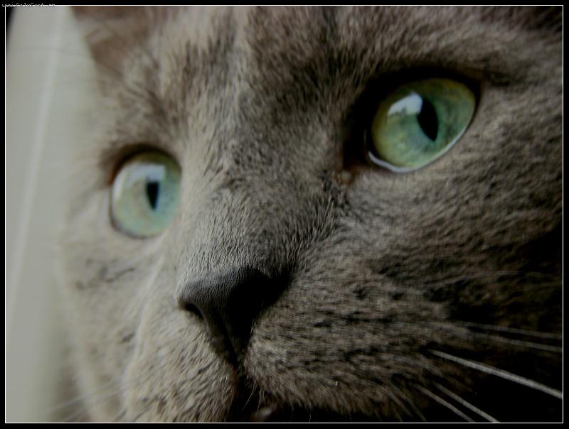 Foto: Macík-náš inteligent