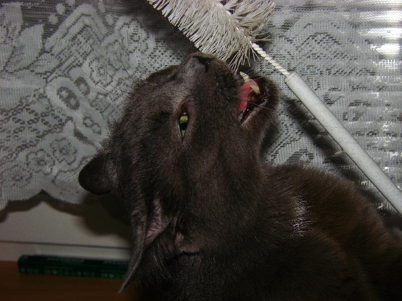 Foto: Macíček a štětka na umývání