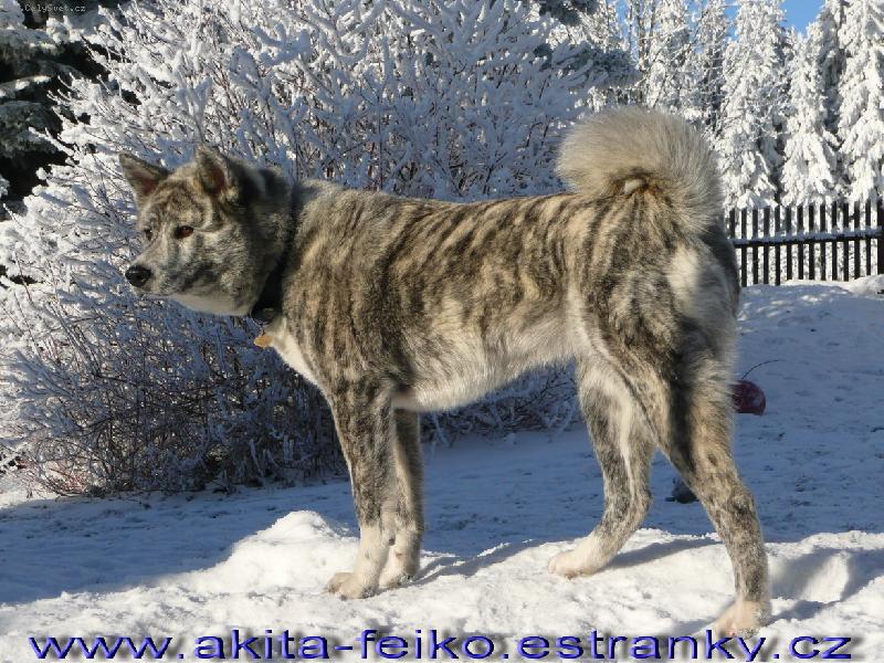 Foto: Feiko-www.akita-feiko.estranky.cz